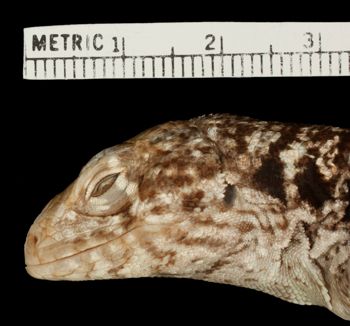 Media type: image;   Herpetology R-54191 Aspect: head lateral